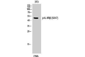 Western Blotting (WB) image for anti-Chemokine (C-X-C Motif) Receptor 2 (CXCR2) (pSer347) antibody (ABIN3173380) (CXCR2 anticorps  (pSer347))