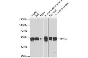 Western blot analysis of extracts of various cell lines using SMYD1 Polyclonal Antibody at dilution of 1:1000. (SMYD1 anticorps)