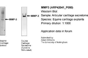 Western Blotting (WB) image for anti-Matrix Metallopeptidase 3 (Stromelysin 1, Progelatinase) (MMP3) (Middle Region) antibody (ABIN567159) (MMP3 anticorps  (Middle Region))