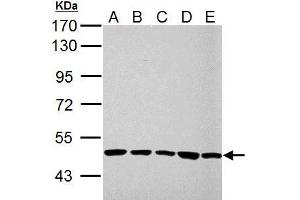 WB Image UQCRC1 antibody detects UQCRC1 protein by western blot analysis. (UQCRC1 anticorps)