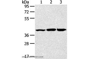 Western blot analysis of Raw264. (JNK2 anticorps)
