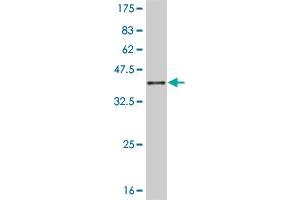 Western Blot detection against Immunogen (35. (JAG2 anticorps  (AA 121-210))