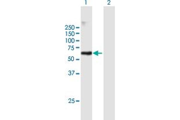 GFR anticorps  (AA 1-444)
