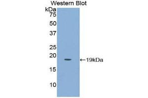 Western Blotting (WB) image for anti-Placenta Growth Factor (PGF) (AA 43-162) antibody (ABIN1860263) (PLGF anticorps  (AA 43-162))