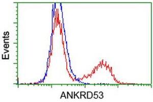 HEK293T cells transfected with either RC206701 overexpress plasmid (Red) or empty vector control plasmid (Blue) were immunostained by anti-ANKRD53 antibody (ABIN2454354), and then analyzed by flow cytometry. (ANKRD53 anticorps  (AA 1-300))