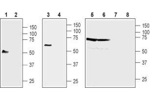 NIPAL4 anticorps  (2nd Extracellular Loop)