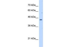 WB Suggested Anti-FDFT1 Antibody Titration:  2. (FDFT1 anticorps  (N-Term))