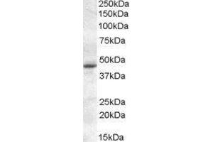 Western Blotting (WB) image for Melatonin Receptor 1A (MTNR1A) peptide (ABIN370331) (Melatonin Receptor 1A (MTNR1A) Peptide)