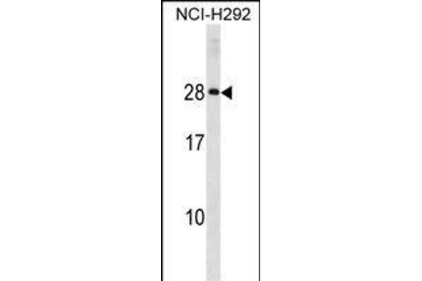 HLA-DQA2 anticorps  (AA 39-66)