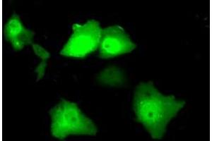 Anti-SRR mouse monoclonal antibody (ABIN2453687) immunofluorescent staining of COS7 cells transiently transfected by pCMV6-ENTRY SRR (RC210359). (SRR anticorps)