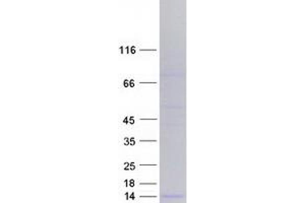 DEFB113 Protein (Myc-DYKDDDDK Tag)