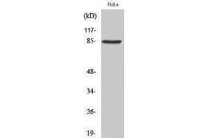 Western Blotting (WB) image for anti-Ankyrin Repeat and Protein Kinase Domain-Containing Protein 1 (ANKK1) (Internal Region) antibody (ABIN3180874) (ANKK1 anticorps  (Internal Region))