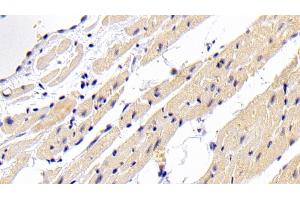 Detection of BMP2 in Rabbit Cardiac Muscle Tissue using Polyclonal Antibody to Bone Morphogenetic Protein 2 (BMP2) (BMP2 anticorps  (AA 284-388))