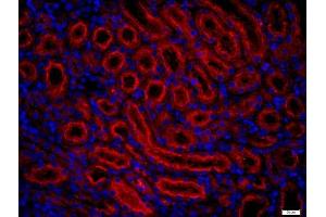 Paraformaldehyde-fixed, paraffin embedded rat kidney, Antigen retrieval by boiling in sodium citrate buffer (pH6) for 15min, Block endogenous peroxidase by 3% hydrogen peroxide for 20 minutes, Blocking buffer (normal goat serum) at 37°C for 30min, Antibody incubation with 	Fx1A Polyclonal Antibody, Unconjugated  at 1:400 overnight at 4°C, followed by a conjugated secondary (Goat Anti-rabbit IgG/Bio) for 20 minutes at 37°C, followed by a conjugated streptavidin -Cy3) at 1:500] for 40 minutes and DAPI staining of the nuclei. (Fx1a anticorps)