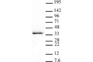 Western Blot: HeLa nuclear extract (20 µg per lane) probed with the Histone H1. (Histone H1.5 anticorps  (pSer17))