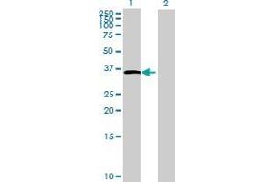 Lane 1: PAQR9 transfected lysate ( 41. (PAQR9 293T Cell Transient Overexpression Lysate(Denatured))