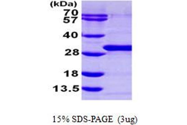 RAB21 Protein (AA 18-222) (His tag)