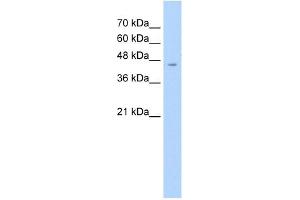 ASS1 antibody used at 2. (ASS1 anticorps  (C-Term))