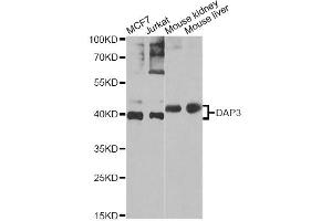 Western blot analysis of extracts of various cell lines, using DAP3 Antibody. (DAP3 anticorps)