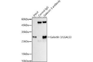 Immunoprecipitation analysis of 300 μg extracts of HT-29 cells using 3 μg Galectin 3/LG antibody (ABIN7267337). (Galectin 3 anticorps)