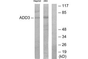 Western blot analysis of extracts from HepG2 cells and 293 cells, using ADD3 antibody. (ADD3 anticorps  (Internal Region))