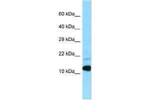 WB Suggested Anti-BRI3 Antibody Titration: 1. (BRI3 anticorps  (N-Term))