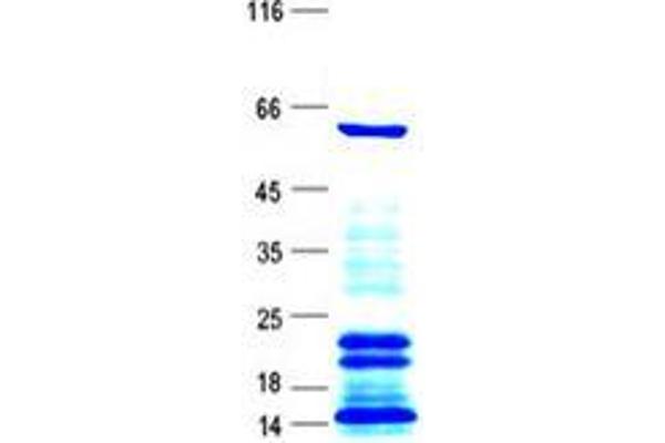 STAU1/Staufen Protein (His tag)