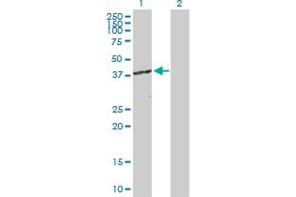 CDK7 anticorps  (AA 1-346)