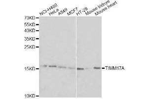 Western blot analysis of extracts of various cell lines, using TIMM17A antibody. (TIMM17A anticorps  (AA 1-171))