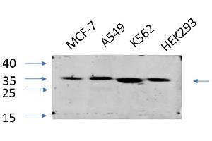 Western Blot analysis of MCF-7 (1), A549 (2), K562 (3), HEK293 (4), diluted at 1:1000. (EIF2A anticorps)