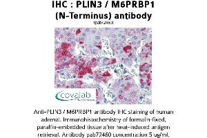 Image no. 1 for anti-Perilipin 3 (PLIN3) antibody (ABIN1738155) (PLIN3 anticorps)