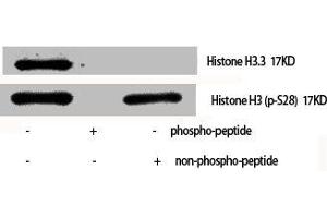 Western Blot analysis of various cells using Phospho-Histone H3 (S28) Polyclonal Antibody (HIST1H3A/HIST2H3A/H3F3A (pSer28) anticorps)