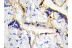 Immunohistochemistry analyzes of Casein Kinase Iε antibody in paraffin-embedded human placenta tissue. (CK1 epsilon anticorps)