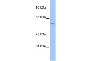 ZNF596 antibody used at 5 ug/ml to detect target protein. (ZNF596 anticorps  (C-Term))