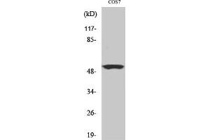 Western Blot analysis of COS7 cells using Cyclin A Polyclonal Antibody, diluted at 1: 500. (Cyclin A anticorps  (AA 190-270))