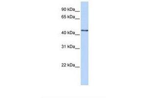 Image no. 1 for anti-beta-1,3-N-Acetylglucosaminyltransferase 4 (B3GNT4) (N-Term) antibody (ABIN6738528) (B3GNT4 anticorps  (N-Term))