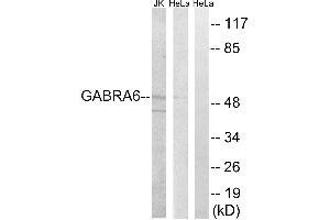 Western blot analysis of extracts from HeLa cells and Jurkat cells, using GABRA6 antibody. (GABRA6 anticorps  (Internal Region))