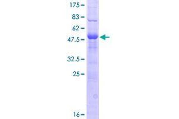 DNAJC5B Protein (AA 1-199) (GST tag)