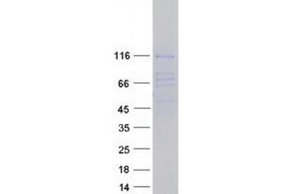 p130 Protein (Myc-DYKDDDDK Tag)