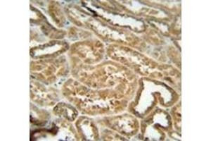 Immunohistochemistry analysis in human kidney tissue (Formalin-fixed, Paraffin-embedded) using EFHB  Antibody  (N-term), followed by peroxidase conjugation of the secondary antibody and DAB staining. (EFHB anticorps  (N-Term))