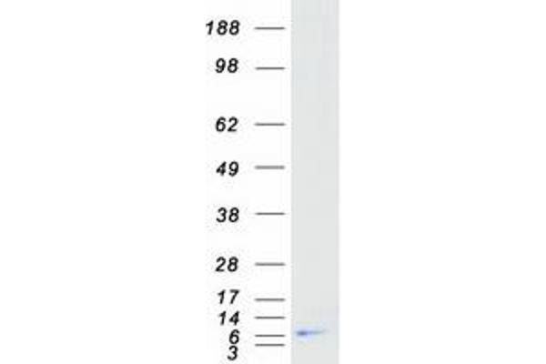 Thymosin beta 10 Protein (TMSB10) (Myc-DYKDDDDK Tag)