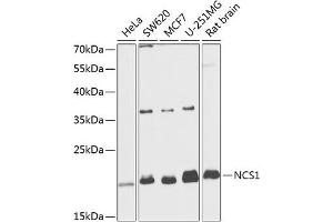 Western blot analysis of extracts of various cell lines, using NCS1 antibody  at 1:1000 dilution. (NCS1 anticorps  (AA 1-190))