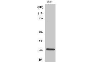 Western Blotting (WB) image for anti-Hydroxysteroid (17-Beta) Dehydrogenase 10 (HSD17B10) (Internal Region) antibody (ABIN3180036) (HSD17B10 anticorps  (Internal Region))
