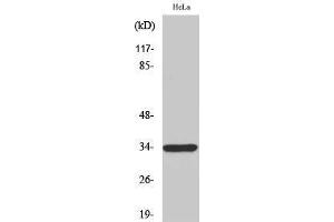 Western Blotting (WB) image for anti-MAS-Related GPR, Member E (MRGPRE) (Internal Region) antibody (ABIN3176081) (MRGPRE anticorps  (Internal Region))