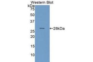 Western Blotting (WB) image for anti-Galectin 3 (LGALS3) (AA 1-250) antibody (ABIN1858949) (Galectin 3 anticorps  (AA 1-250))