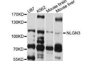 Western blot analysis of extracts of various cell lines, using NLGN3 antibody (ABIN4904538) at 1:1000 dilution. (Neuroligin 3 anticorps)
