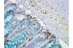 Immunohistochemistry analysis using Mouse Anti-Hsp90 Monoclonal Antibody, Clone AC-16 . (HSP90 anticorps  (APC))