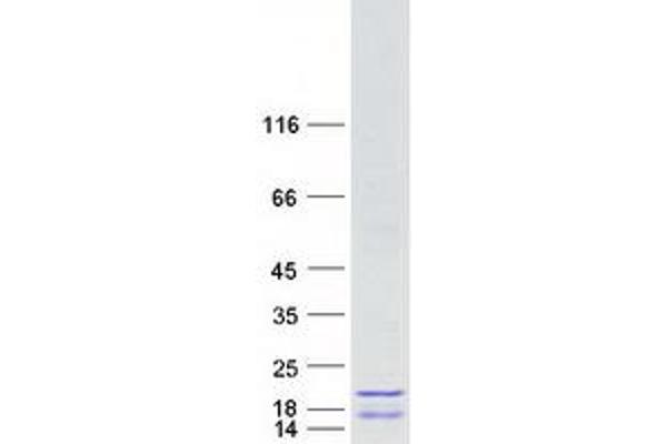 HIST1H2AH Protein (Myc-DYKDDDDK Tag)