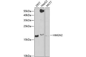 Western blot analysis of extracts of various cell lines, using HMGN2 antibody  at 1:1000 dilution. (HMGN2 anticorps  (AA 1-90))