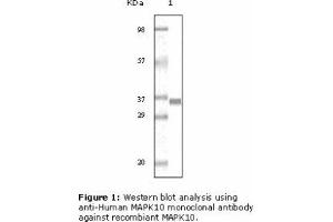 Image no. 1 for anti-Mitogen-Activated Protein Kinase 10 (MAPK10) antibody (ABIN207628) (MAPK10 anticorps)